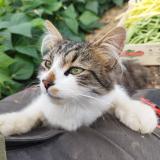 Picture of cat lost at Laigne