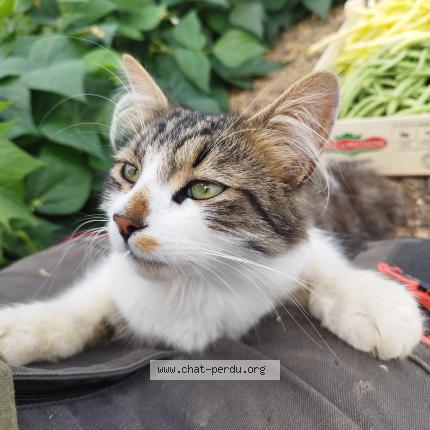 Photo 1/1 Prince Chat lost in Laigne