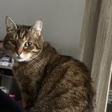 Picture of cat lost at Tourcoing