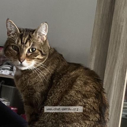 Photo 1/1 Moustache Chat lost in Tourcoing