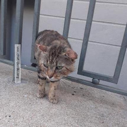 Photo 1/1 Found cat Found in Rennes