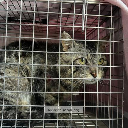 Photo 1/1 Found cat Found in Gaillon sur montcient