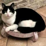 Picture of cat lost at Saussey