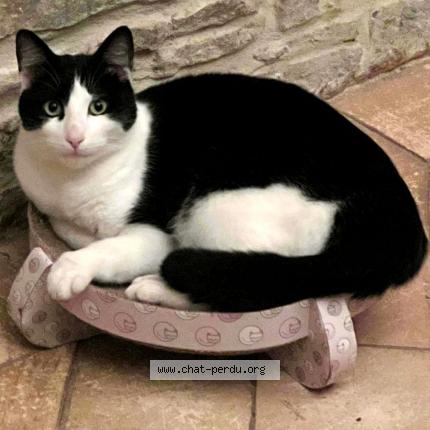 Photo 1/1 BLUE Chat lost in Saussey