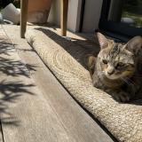 Picture of cat lost at Saint Didier Au Mont D Or