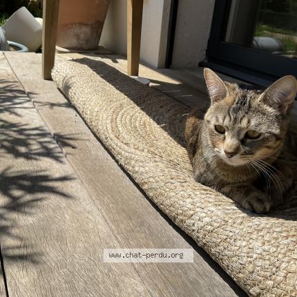 Photo 2/3 Bella Chat lost in Saint didier au mont d or