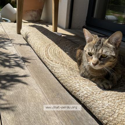 Photo 3/3 Bella Chat lost in Saint didier au mont d or