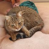 Picture of cat lost at Perols