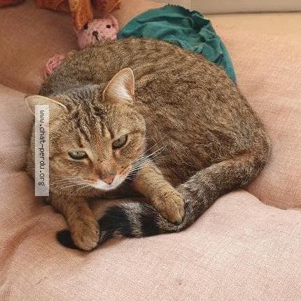 Photo 1/1 Romy Chat lost in Perols