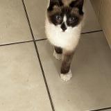 Picture of cat lost at Mareuil Sur Cher