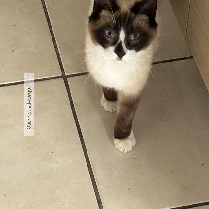 Photo 1/1 Panda Chat lost in Mareuil sur cher