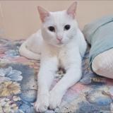 Photo of a cat found in Draria