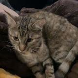 Picture of cat lost at Chailland