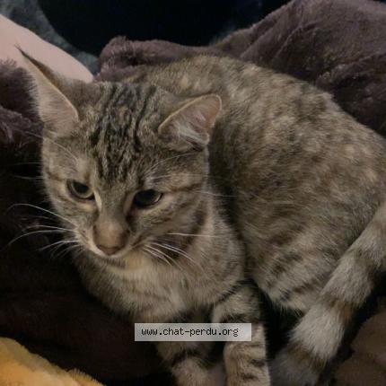 Photo 1/1 Yumi Chat lost in Chailland