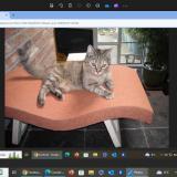 Picture of cat lost at Liege