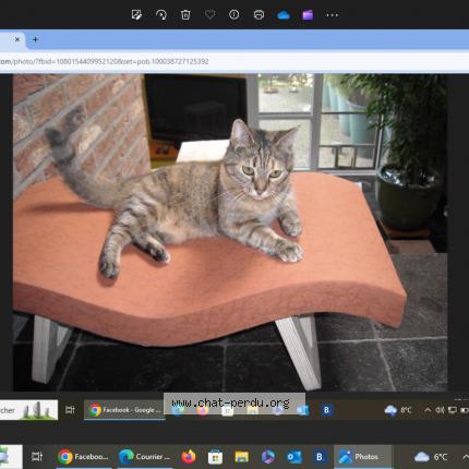 Photo 1/1 ZOUZOU Chat lost in Liege