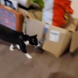 Picture of cat lost at Argentan