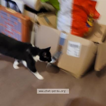 Photo 1/1 Cat reunited Lost in Argentan