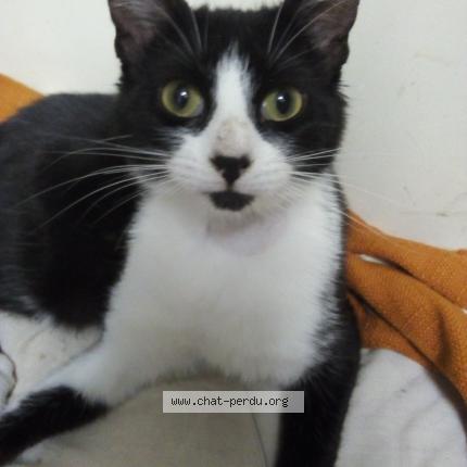 Photo 1/1 ROMY Chat lost in Valmondois