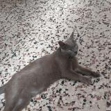 Picture of cat lost at Reyssouze