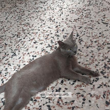 Photo 1/1 Nougat Chat lost in Reyssouze