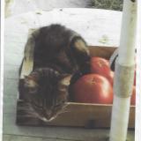 Picture of cat lost at Meaux