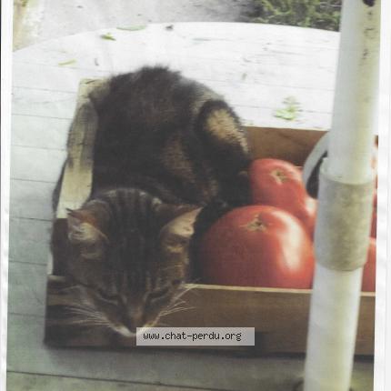 Photo 1/1 jade Chat lost in Meaux