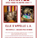Picture of cat lost at La Rochelle