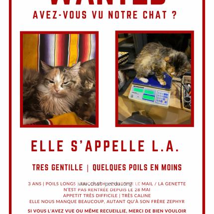 Photo 1/1 L.A. Chat lost in La rochelle