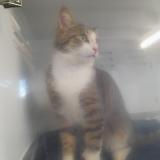 Picture of cat lost at Guerande