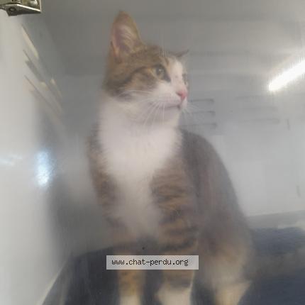 Photo 1/1 Rox Chat lost in Guerande