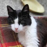 Picture of cat lost at Thann