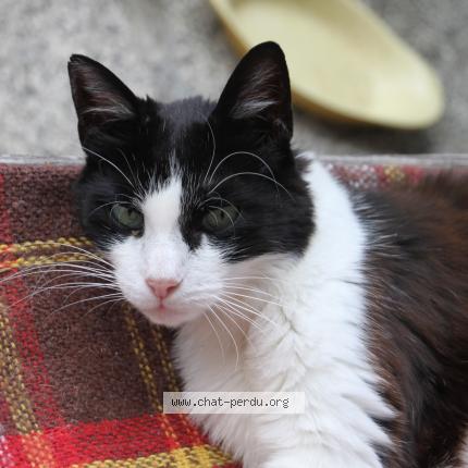 Photo 1/1 MITOU Chat lost in Thann