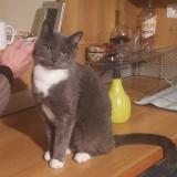 Picture of cat lost at Joze