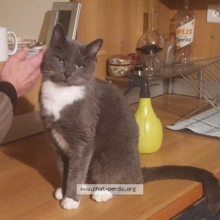 Photo 1/1 Looping Chat lost in Joze