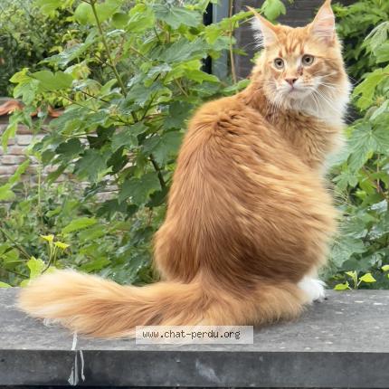 Foto van vermiste kat in Rebecq