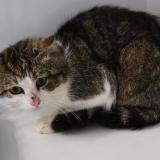 Picture of cat lost at Lanvollon