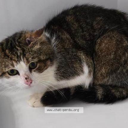 Photo 1/1 Moriarty Chat lost in Lanvollon