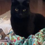 Picture of cat lost at St Jean Bonnefonds