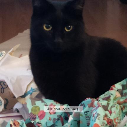 Photo 1/1 Morgoth Chat lost in St jean bonnefonds