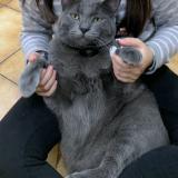 Picture of cat lost at Ermont