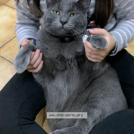 Photo 1/1 Watson Chat lost in Ermont