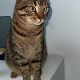 Picture of cat lost at Armentieres