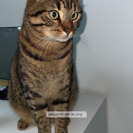 Photo 1/1 Socrate Chat lost in Armentieres