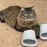 Picture of cat lost at Angers