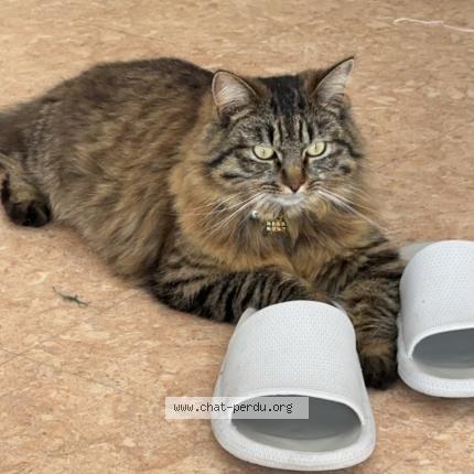 Photo 1/1 Assad Chat lost in Angers