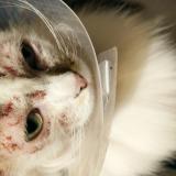 Picture of cat lost at Poitiers