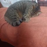 Picture of cat lost at Pleuven