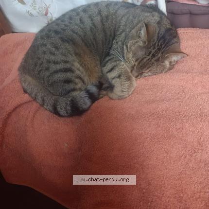 Photo 1/1 Pico Chat lost in Pleuven