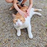 Picture of cat lost at Plougastel Daoulas